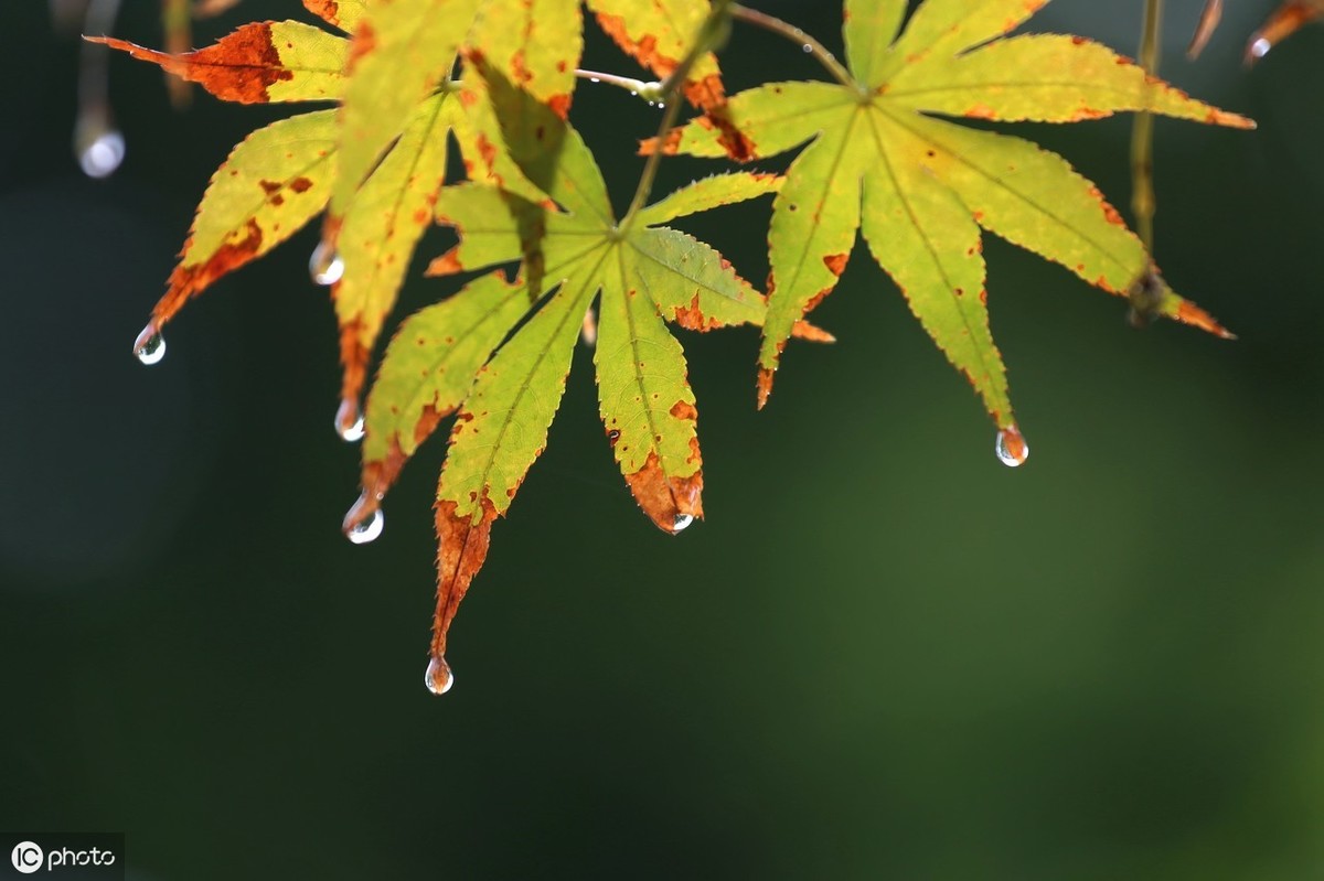 诗词美文：秋雨夜眠