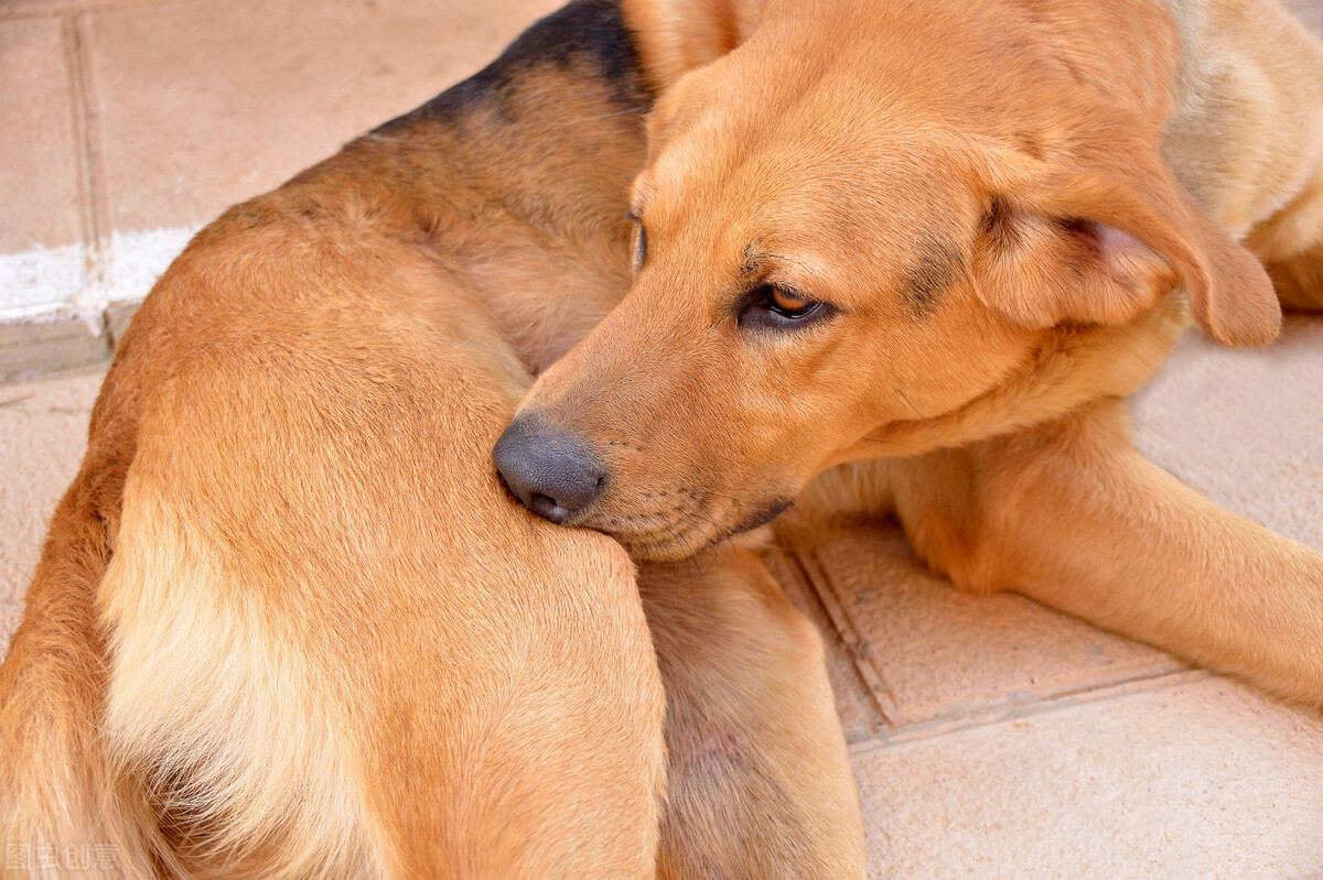 狗肚子有虫什么症状，如何预防寄生虫
