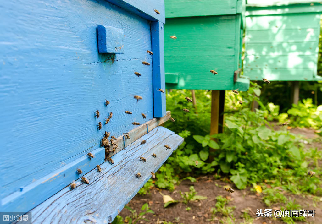 早春蜂群管理要点，南方养蜜蜂需要开箱排便吗？养蜂人不可大意