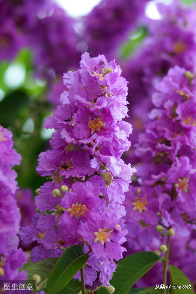 紫薇花有玫红,深粉红,大红色和紫色,白色等丰富的颜色,花朵的直径约为
