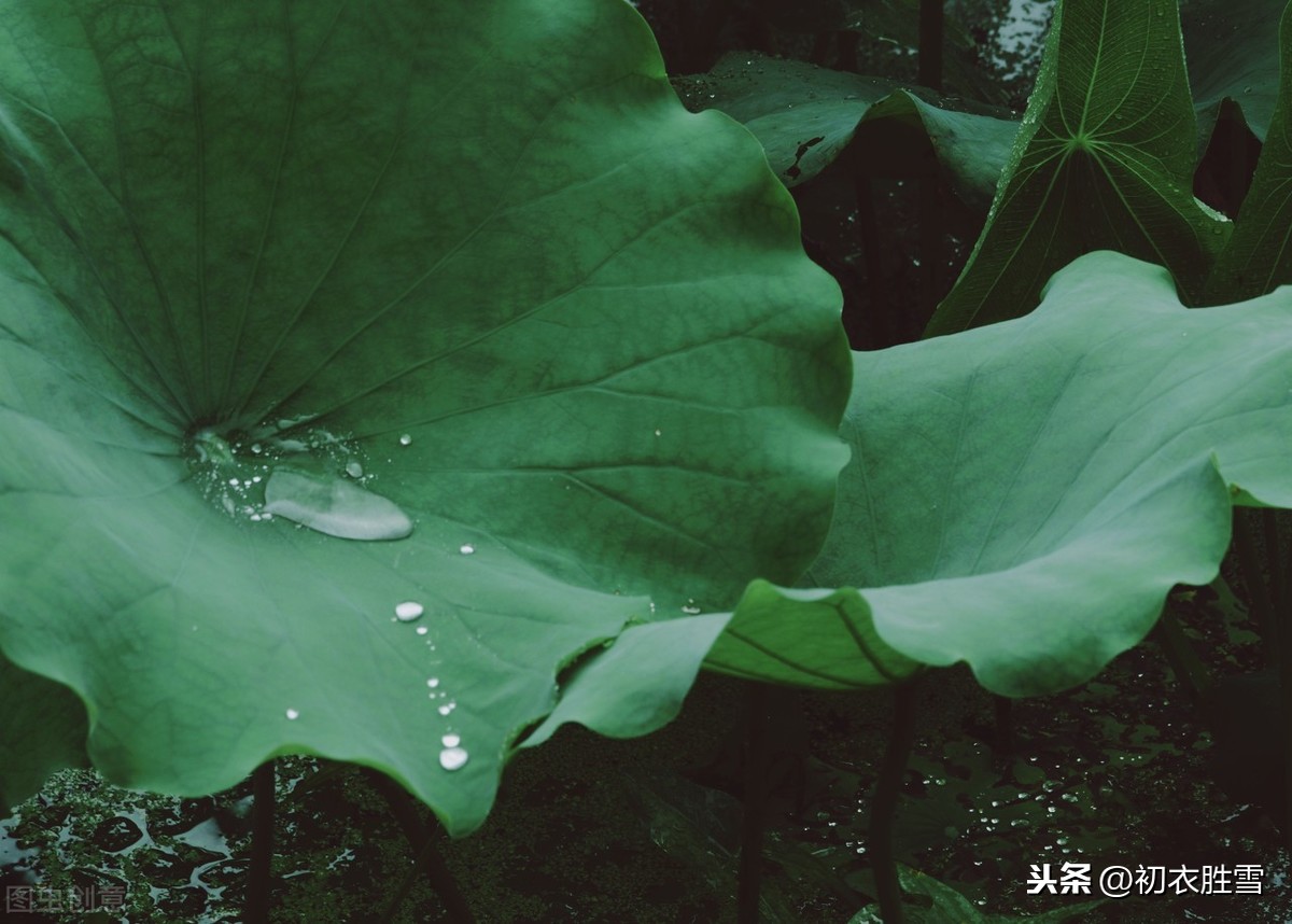 夏雨美诗十首：雨过河源隔座看，青玉盘中泻水银