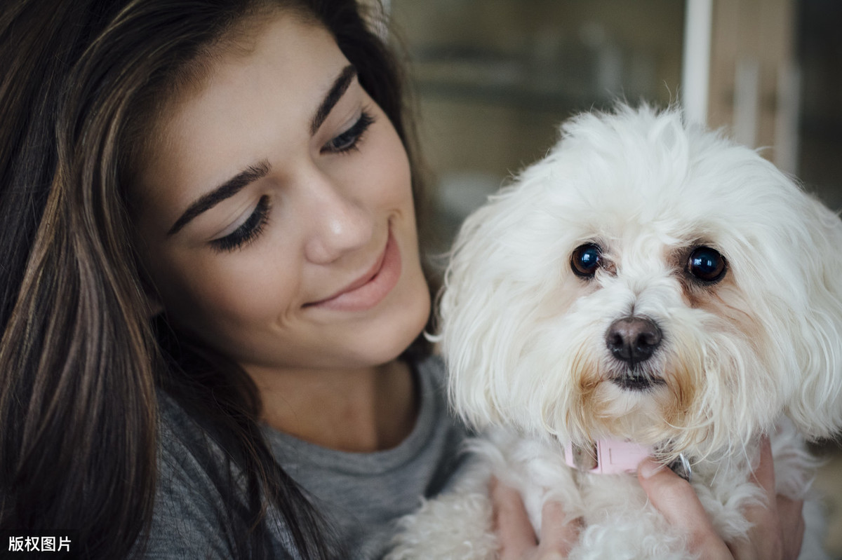 柯基犬好养吗柯基犬多少钱一只？这6种狗狗的体型小但价格不便宜