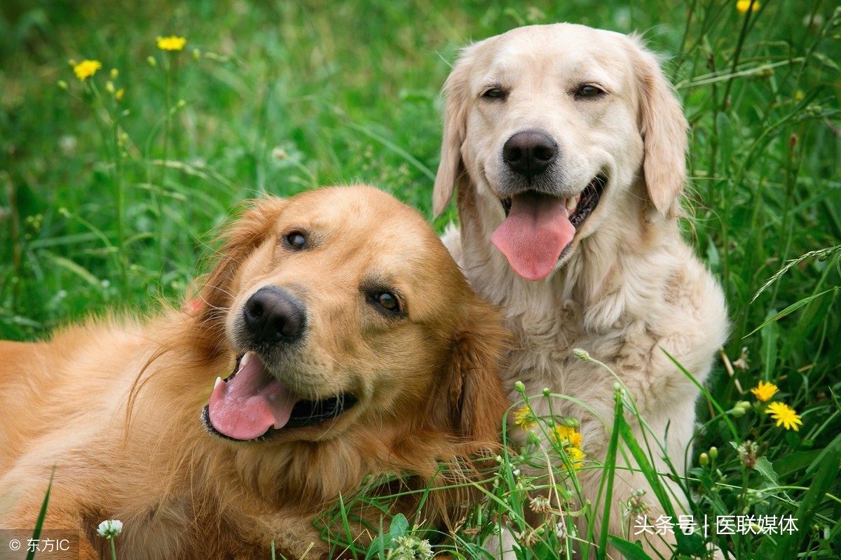 狂犬疫苗注意事项（注射狂犬疫苗有哪些注意事项）