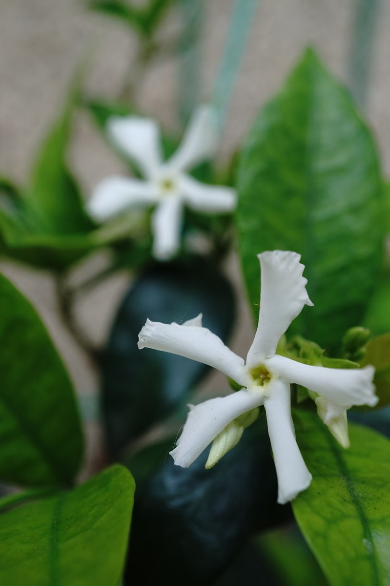 风车茉莉一年开几次花（科普关于风车茉莉的小知识）