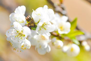 梅花怎么修剪开花多（分享梅花的修剪技巧）