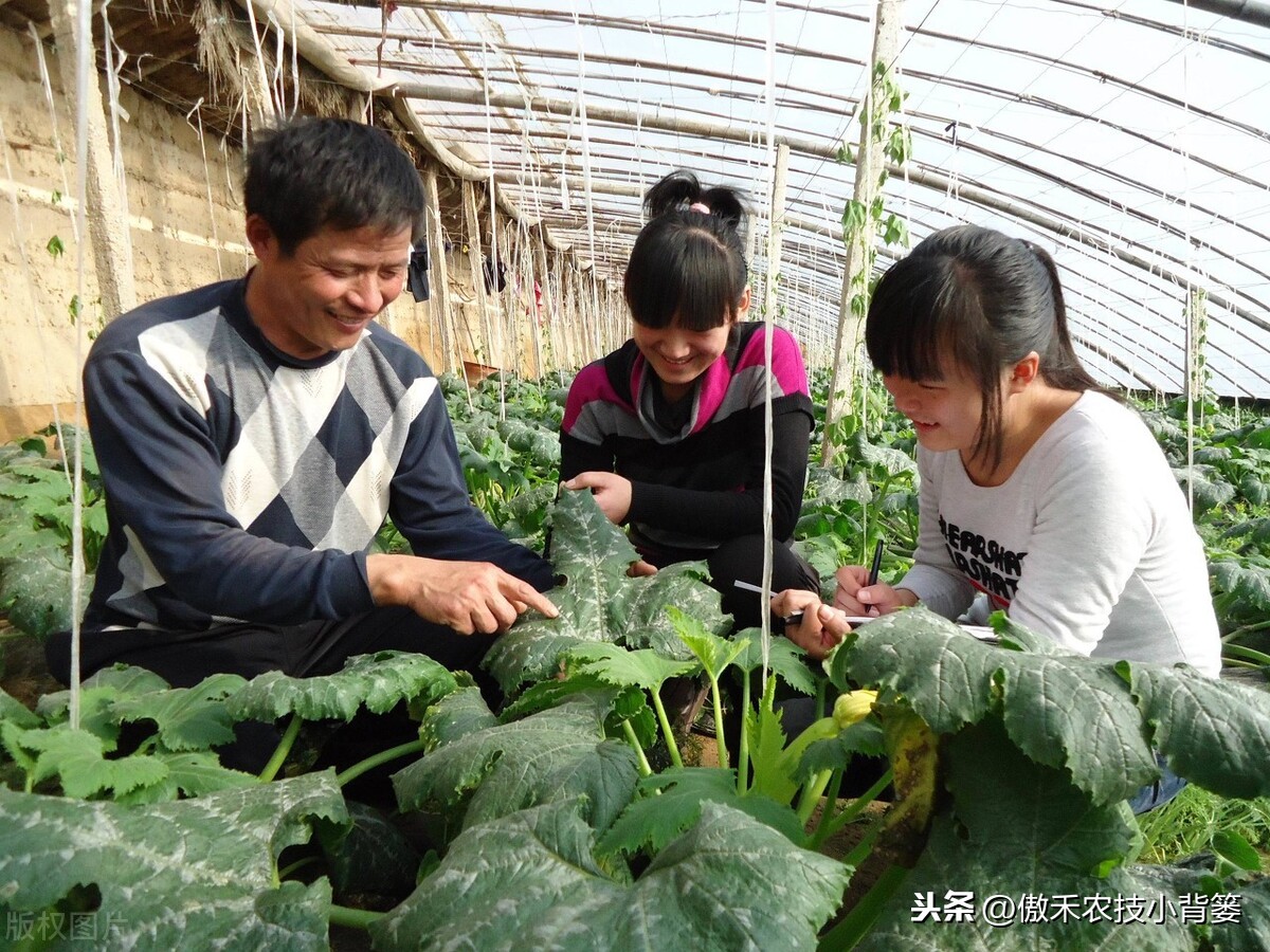 氨基寡糖素（使用安全防治作物病害要巧用）