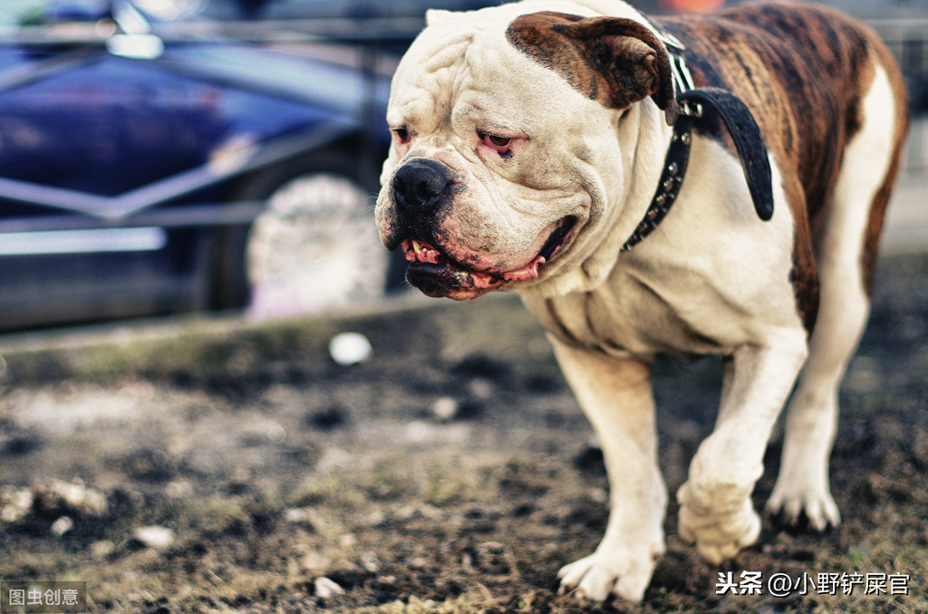 《猫和老鼠》里的狗是什么来头？“我很丑，而且我不温柔”