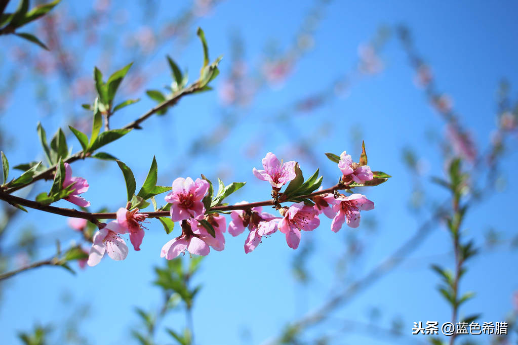 古風桃花唯美句子(攝影如何表現) - 火句子