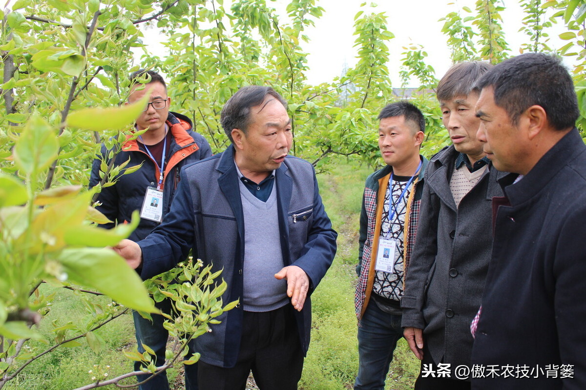 氨基寡糖素（使用安全防治作物病害要巧用）