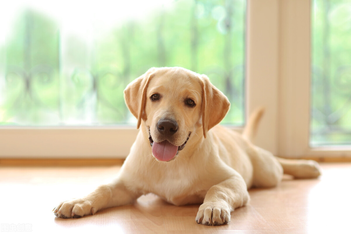 最不适合家养的中小型犬 颁奖典礼 天天看点