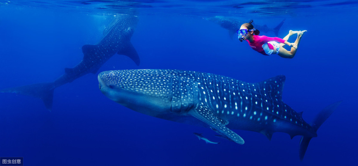 世界上最大的鱼类（鲸鲨是鱼类中最大者，通常体长9-12米）