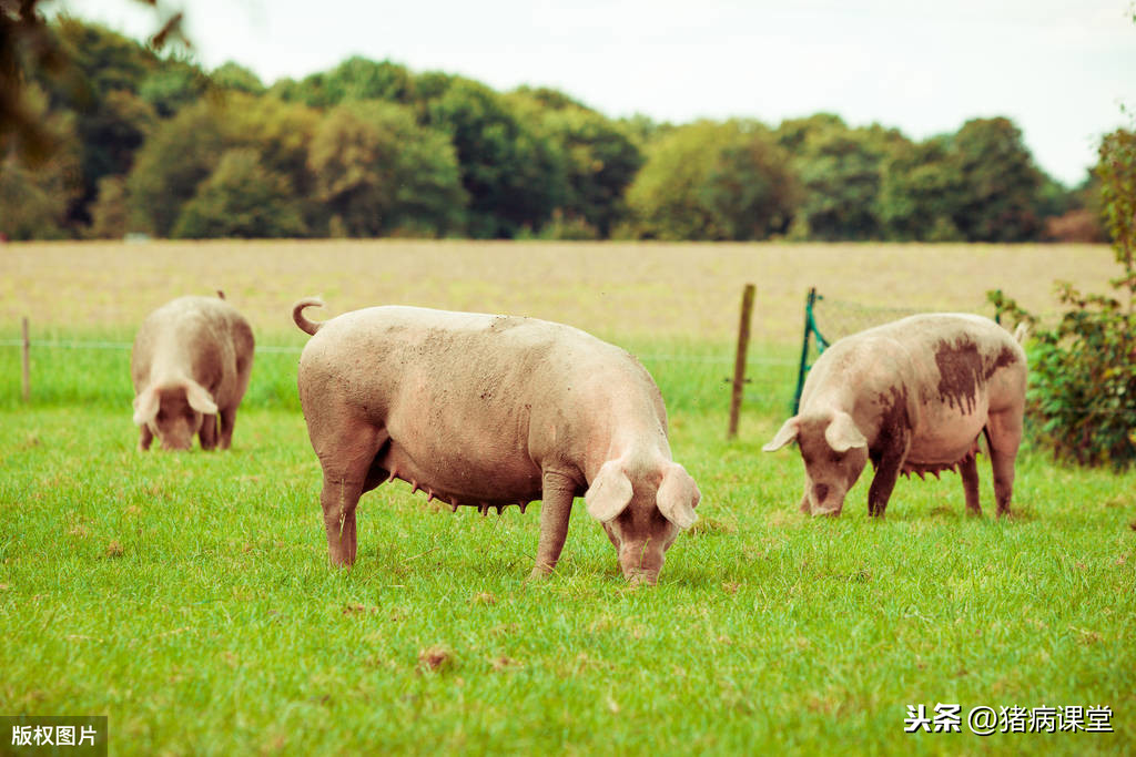猪的养殖技术,生猪养殖技术