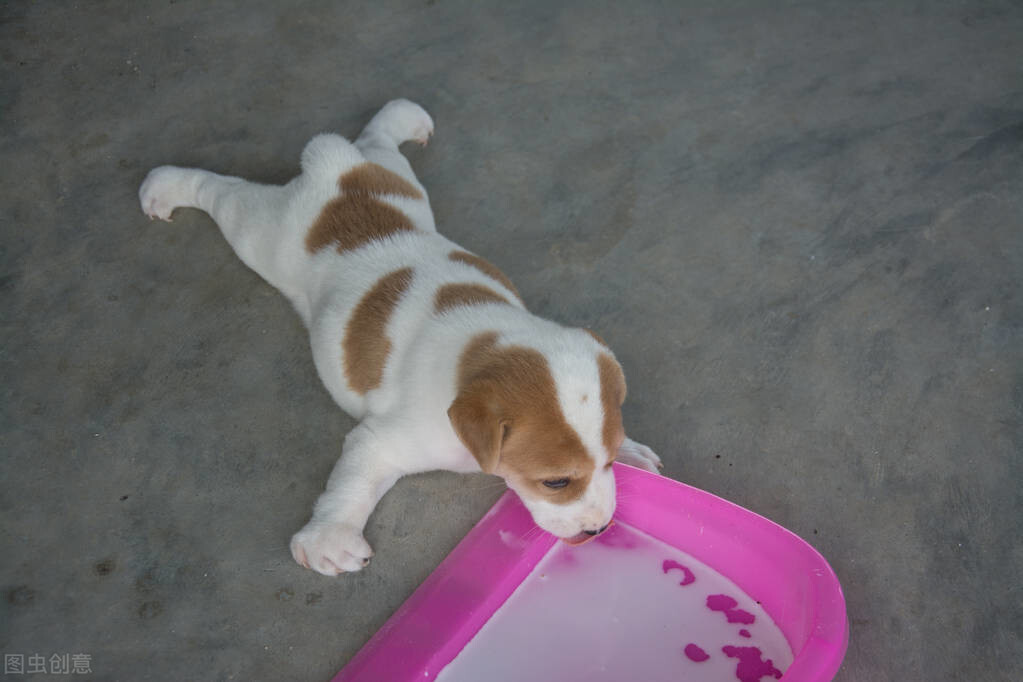 不同天数的小奶狗，如何喂食羊奶粉？