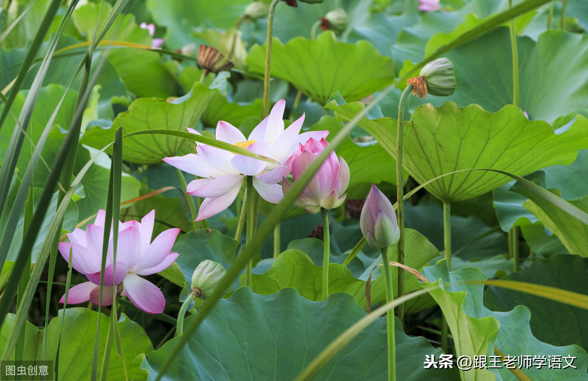 素材积累：诗词中描写“花”的45个好句子，摘抄学习