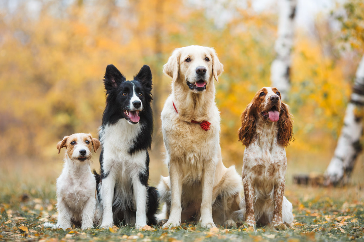 最受欢迎的几种“中大型犬”，寿命长，有你家爱犬吗？