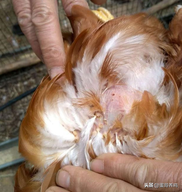 婴儿小鸡头红的照片(家禽诊断技术丨鸡场兽医如何快速判断鸡常见病)