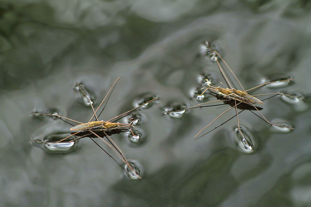 水生昆虫——水黾