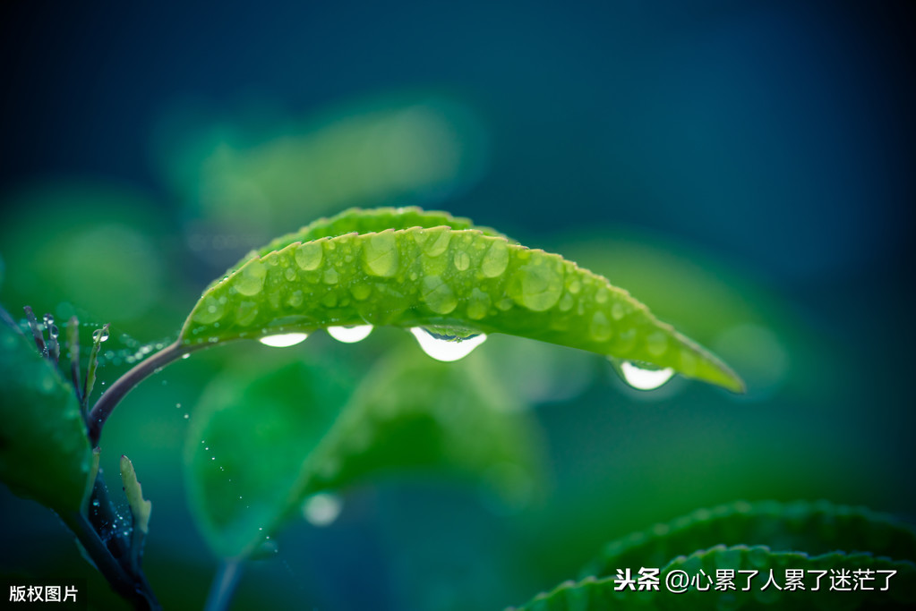 感悟人生经典说说，人生有太多的身不由己