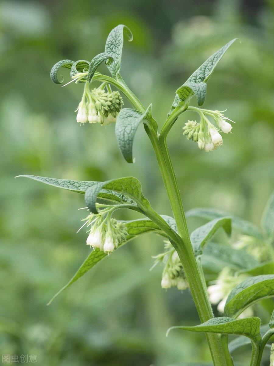 東北地區(qū)能種植牧草嗎？產(chǎn)量會高嗎？