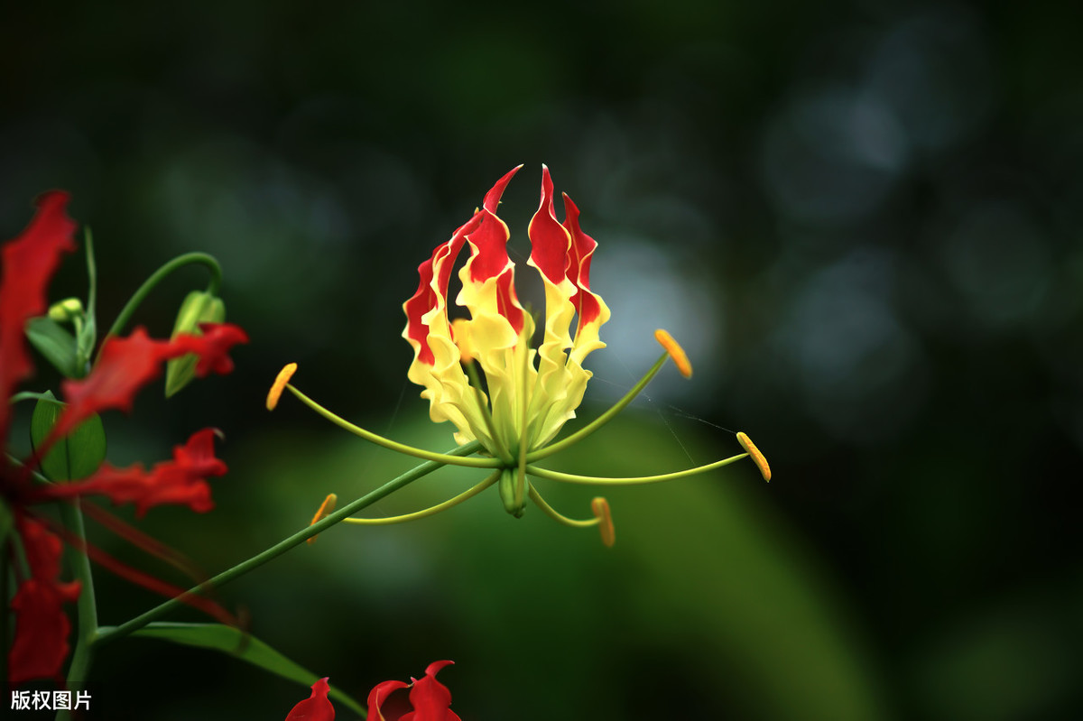 美国的国花是什么（90个国家的国花大全）