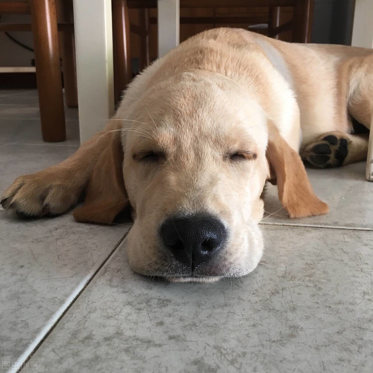 拉布拉多犬好养吗（了解拉布拉多犬的优缺点）