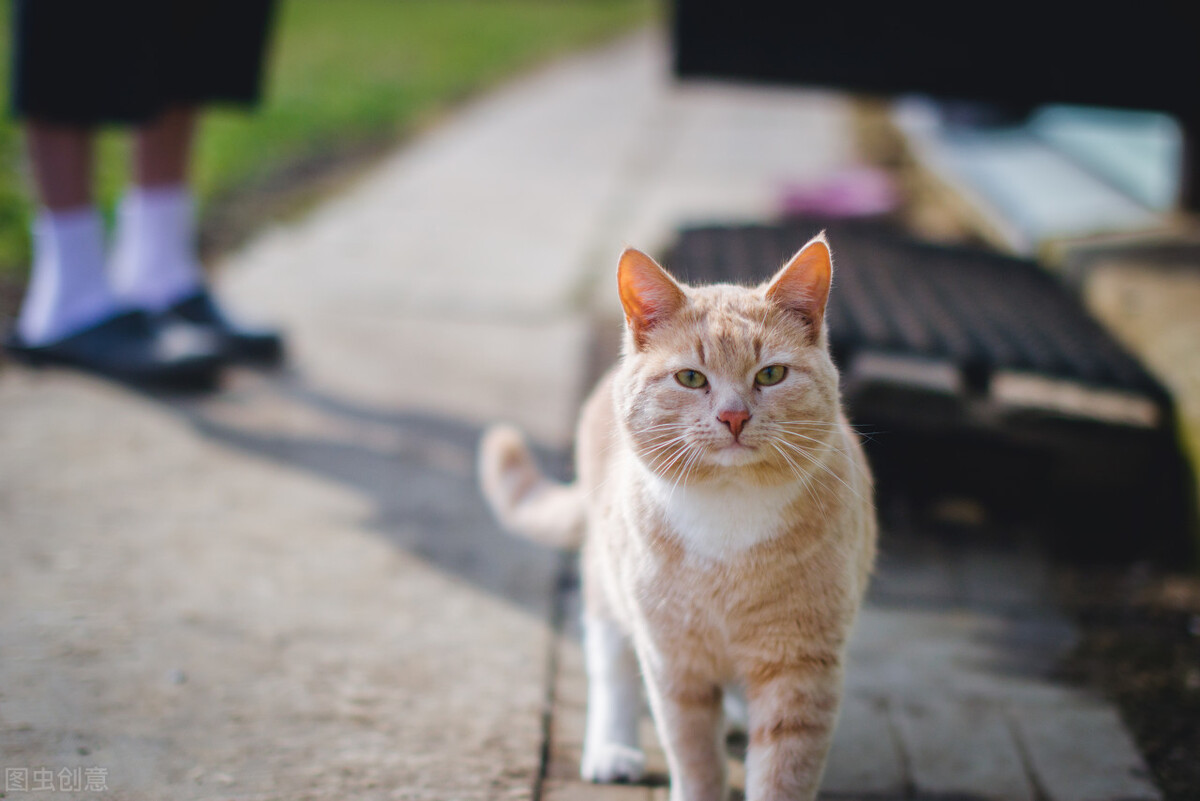 十二生肖为什么没有猫？