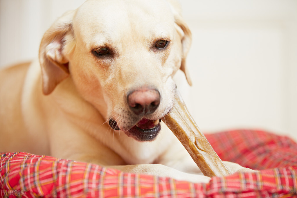 拉布拉多犬好养吗（了解拉布拉多犬的优缺点）