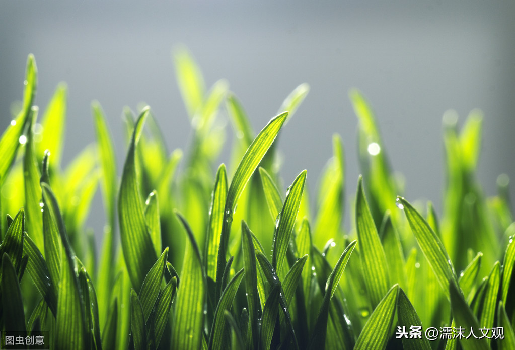 郁郁葱葱，坚韧不拔，春天到了，读读写草的诗词，感受灿烂的春光