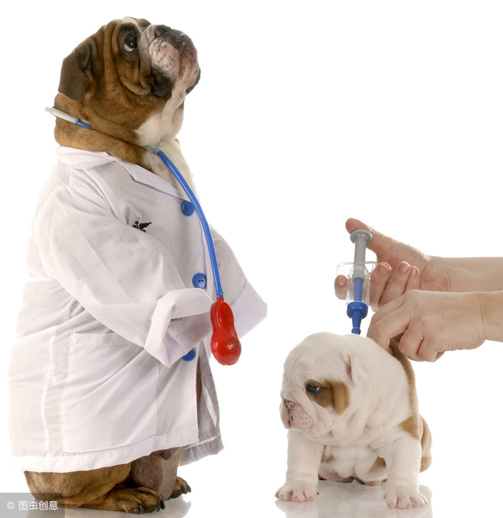 辟谣！目前市场上所有犬猫弓形虫疫苗都是假的，你家宠物注射过吗
