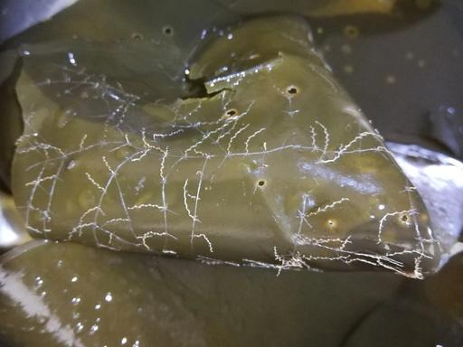 发霉变质海带的图片(海带泡发有虫眼和线头能吃吗) 