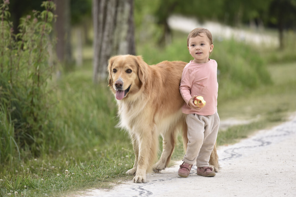 最温顺的6种中大型犬，超适合陪伴孩子一起长大