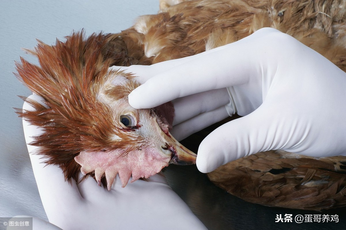 婴儿小鸡头红的照片(家禽诊断技术丨鸡场兽医如何快速判断鸡常见病)