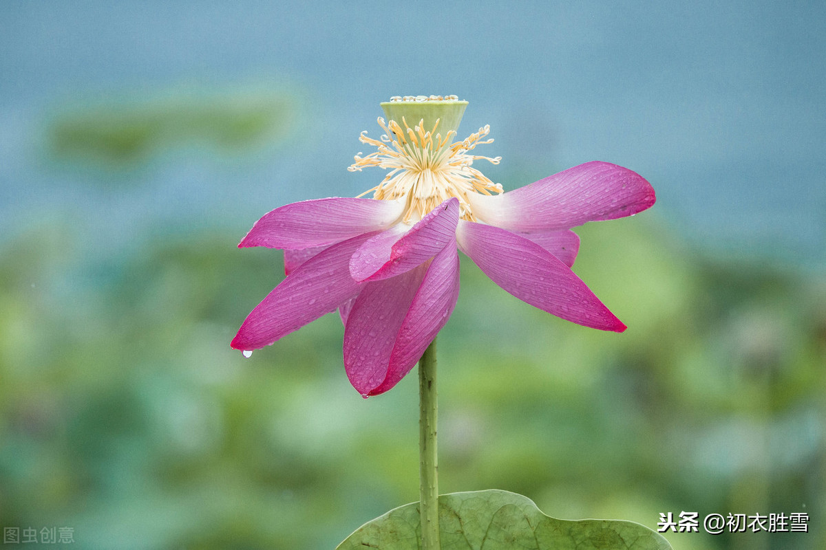 夏雨美诗十首：雨过河源隔座看，青玉盘中泻水银