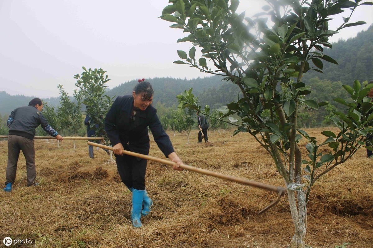 谈果树春根的重要性，这样做可以保护果树根系