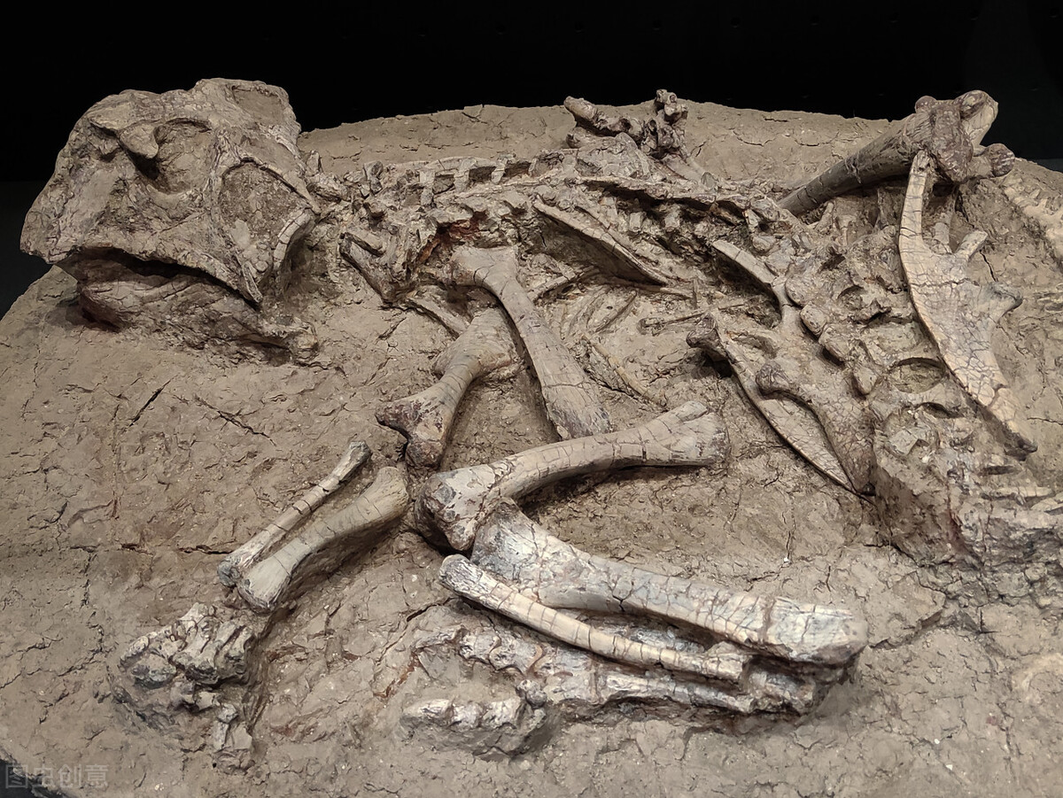 西伯利亚又发现远古生物遗体，远古生物如今为何频繁被发现