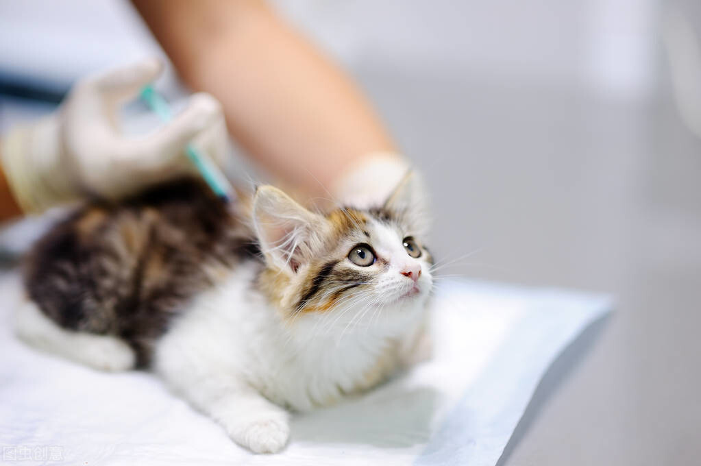 驱虫药猫咪哪个牌子好（宠主省钱必备的8种药品推荐）
