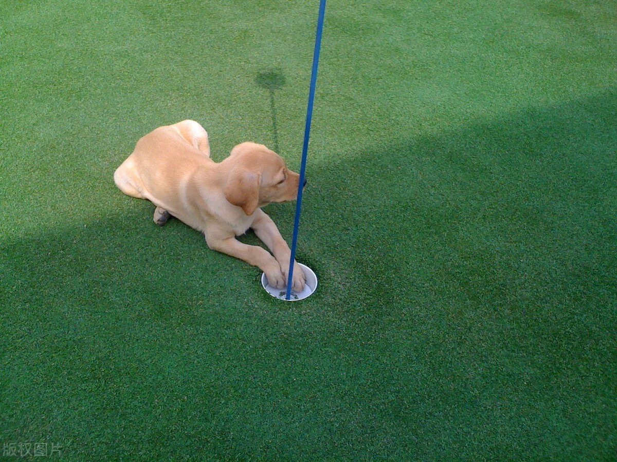 拉布拉多犬好养吗（了解拉布拉多犬的优缺点）