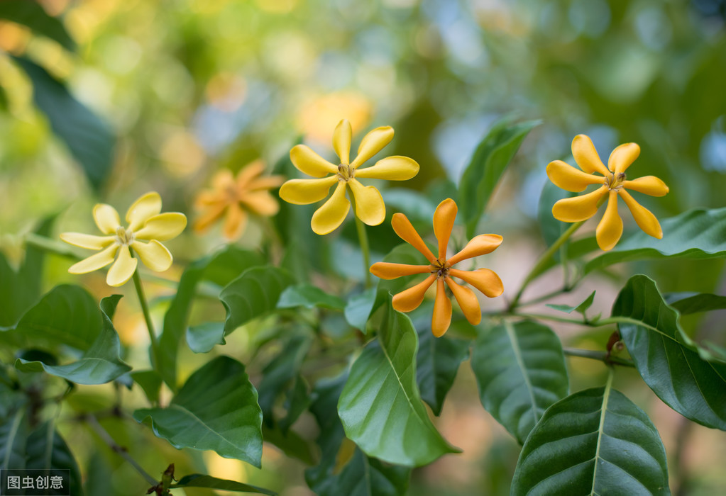 栀子花开，我心悠悠已足够