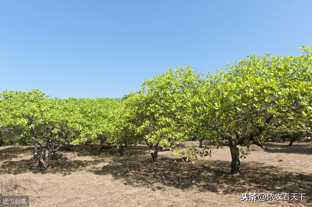 不一样的坚果腰果，价格逐年上升，我国为什么没有大规模发展种植