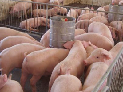 建一座标准化猪场，能养千头猪需要多少钱才能运行？听专家怎么说
