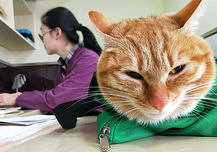 辟谣，猫咪反复咳嗽是猫鼻支？主人需注意细节，别忽视了猫哮喘