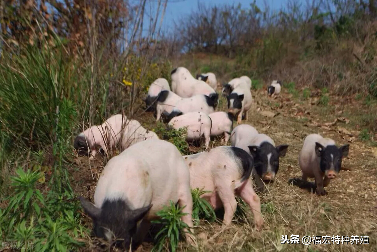 巴马香猪种猪养殖育种小猪苗价格多少钱？香猪小猪苗挑选管理方法