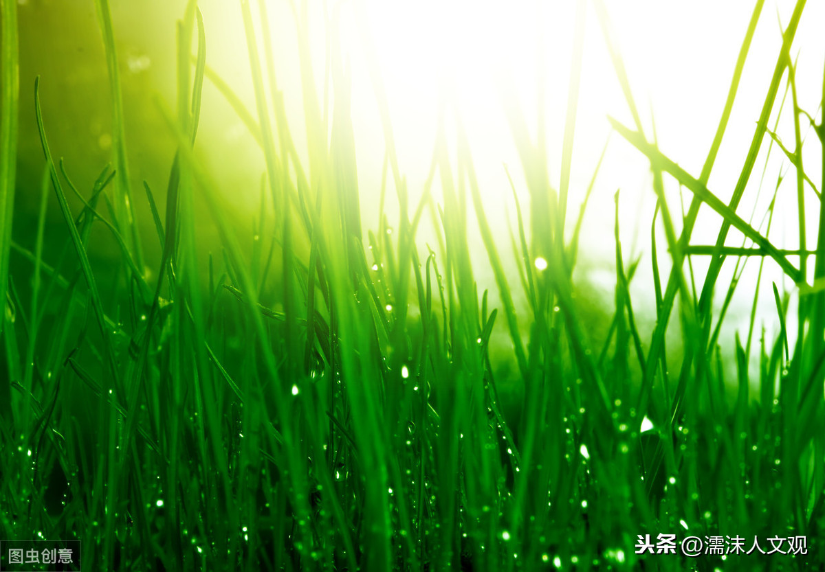 郁郁葱葱，坚韧不拔，春天到了，读读写草的诗词，感受灿烂的春光