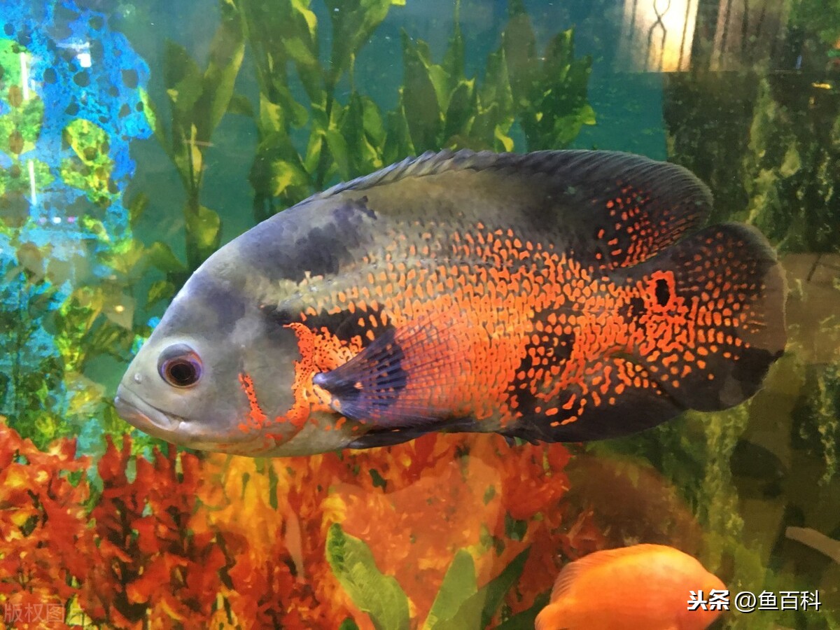 地圖魚吃什么,地圖魚吃什么長得快,顏色好