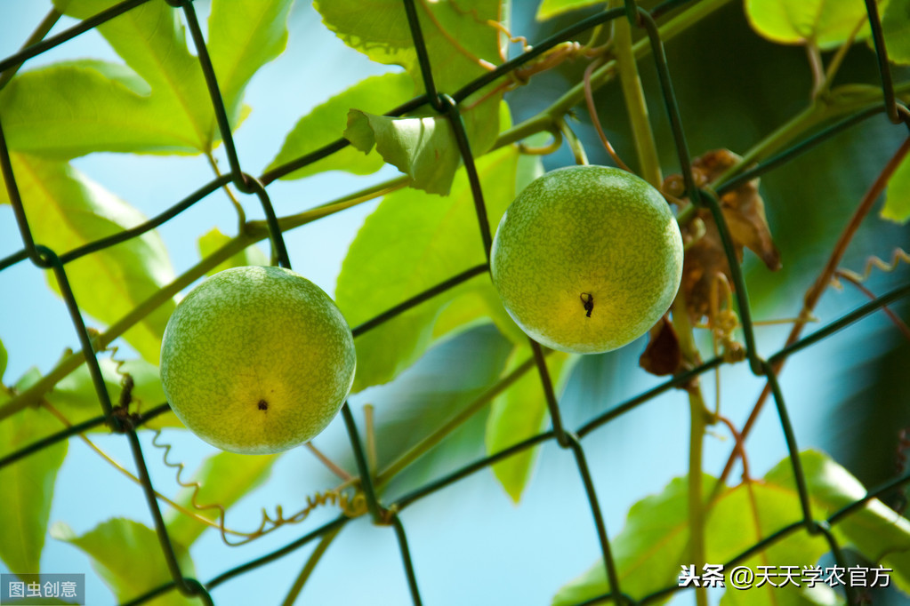 百香果种植技巧（手把手教你成为百香果的种植大师）