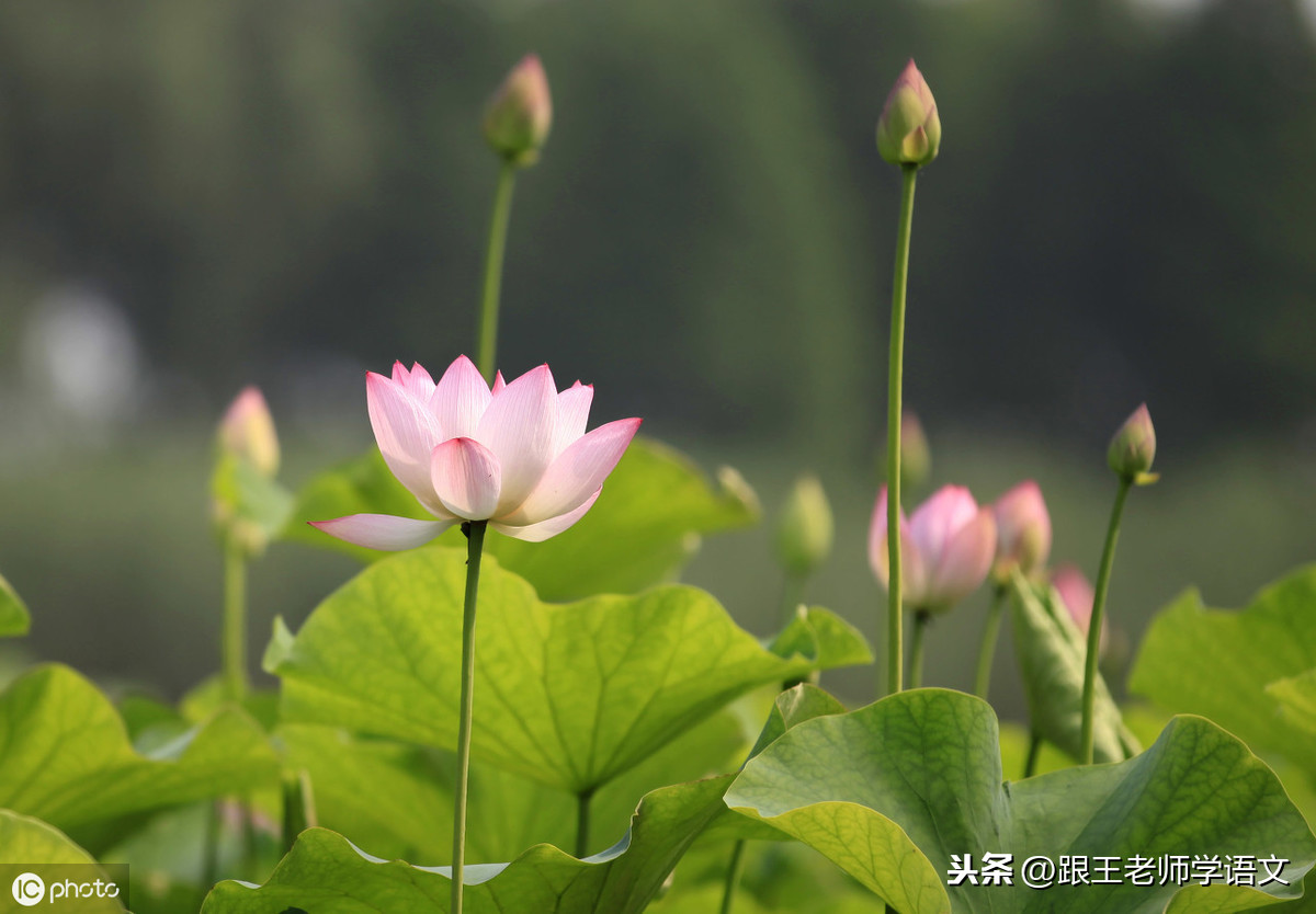 素材积累：诗词中描写“花”的45个好句子，摘抄学习