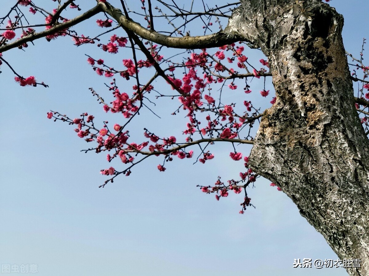 陆游慷慨爱国梅花诗三首，向来冰雪凝严地，直与天地争春回