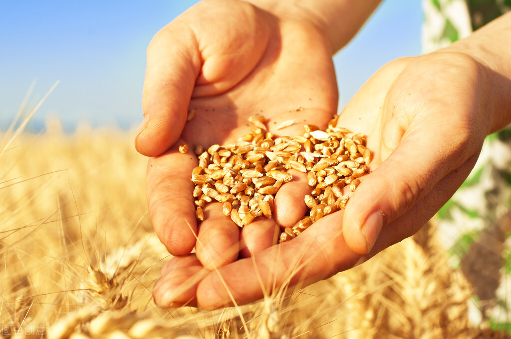 小麦价格不跌反涨，面粉价格反弹，何时下跌？专家给答案