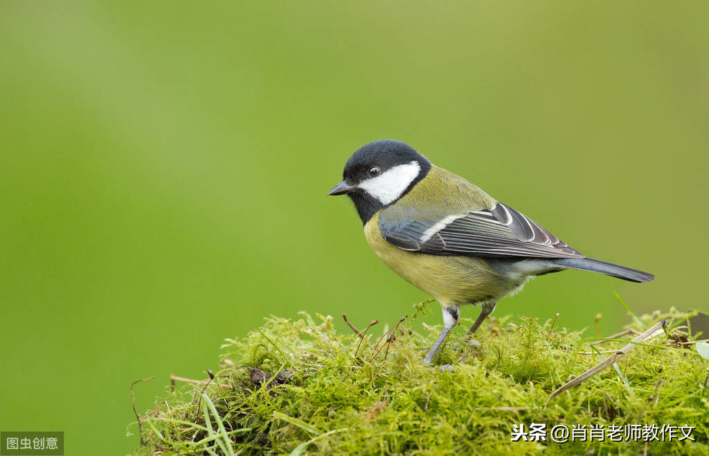 一只小鸟的自述