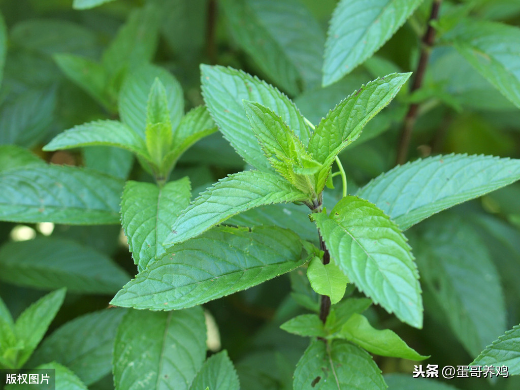 鸡痘治疗土方法（值得收藏的十大治疗鸡痘巧用方法）